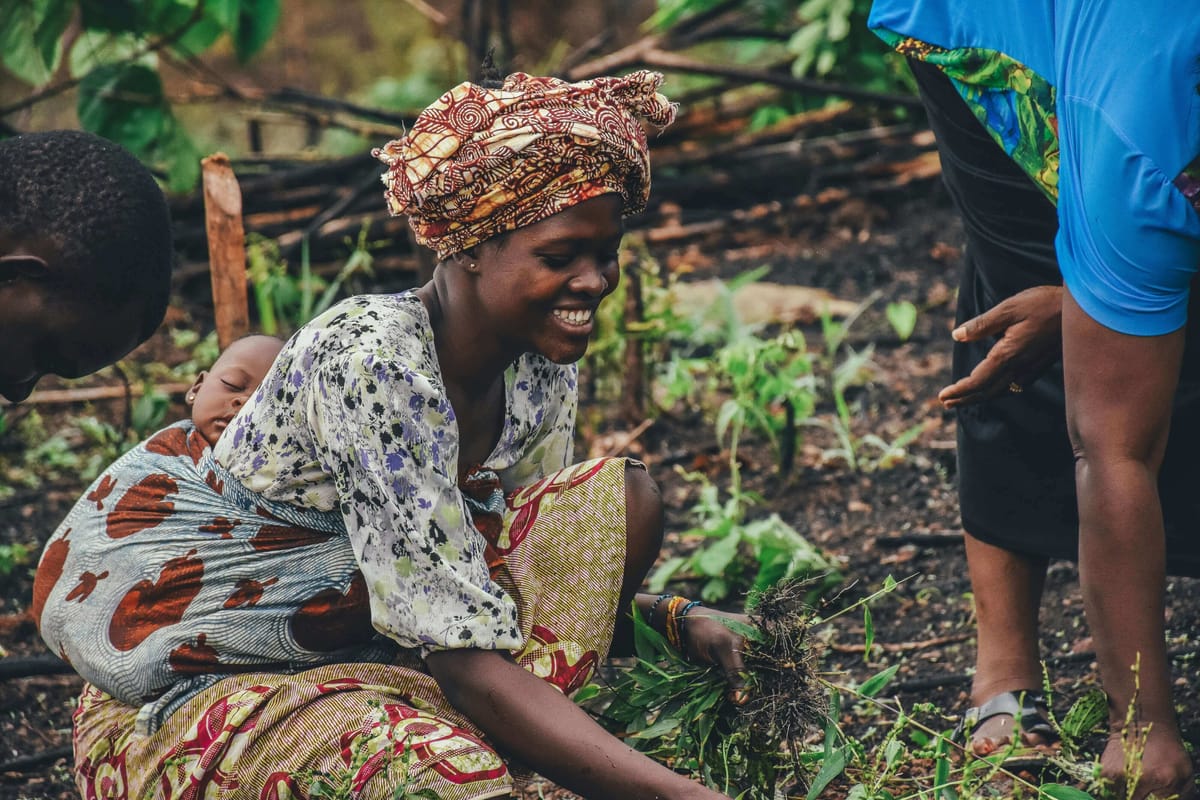 ThriveAgric and Acorn Rabo Bank join forces to generate $56 million in carbon revenue for 30,000 Nigerian farmers